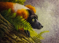 Tamara Oppel, "Red Ruffus Lemur"